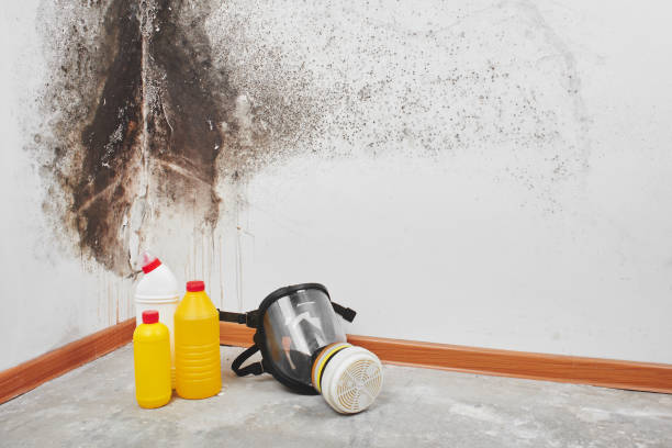 Best Post-Flood Mold Remediation in Red Lodge, MT