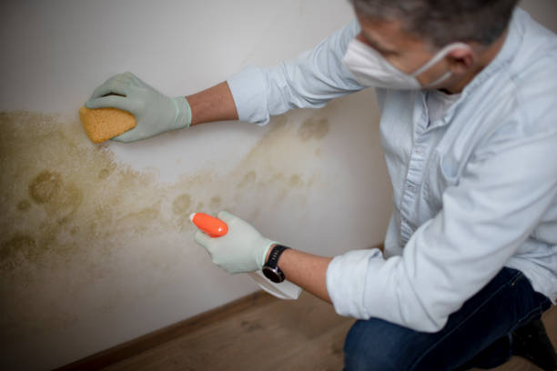 Best Localized Mold Remediation (e.g., coastal areas, humid climates) in Red Lodge, MT