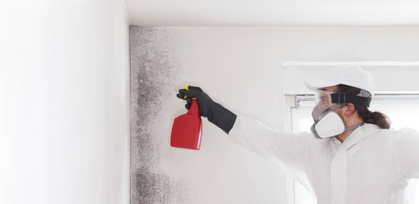Best Mold Remediation for Specific Building Types in Red Lodge, MT