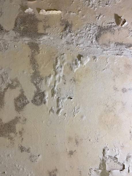 Best Mold Testing and Inspection Services in Red Lodge, MT